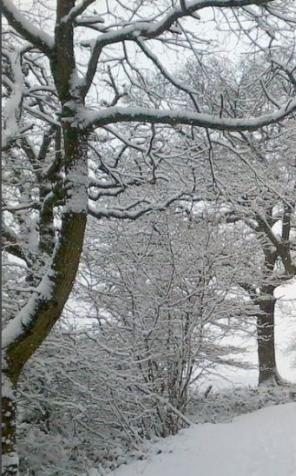 Usuwanie drzew i krzewów po nowemu 