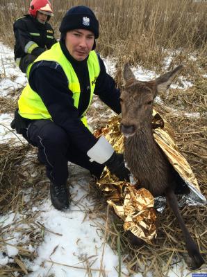 [VIDEO] Uratowali dwa uwięzione w lodowatej rzece jelenie
