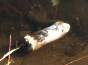 Ewa Tylman czy nie? Dlaczego identyfikacja jest trudna? Kim jest piąta śmiertelna ofiara odnaleziona w Warcie? +18