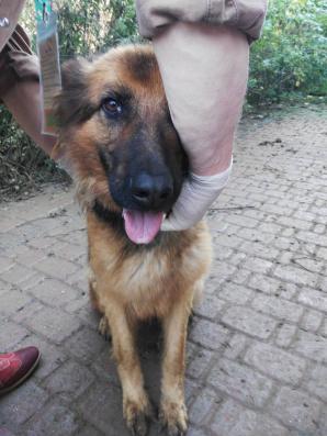 Artur G., który uprowadził dziecko Agnieszce Potapińskiej z Dębna (województwo zachodniopomorskie) niemal zagłodził własne psy! Interweniowały służby, bo jego owczarki niemieckie mogły zdechnąć we własnych odchodach!