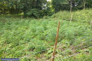 Zlikwidowana plantacja konopi indyjskich, z której można było uzyskać narkotyki warte ok. 130 tys. złotych