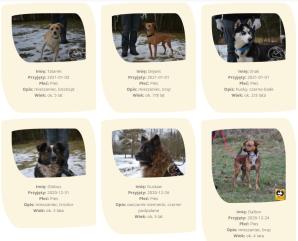 Fala hejtu zalała internet! Czy informacje na temat Schroniska Dla Zwierząt w Chełmku są prawdziwe? Sprawdźmy to!