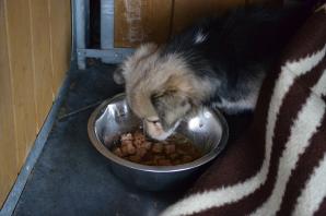 Fala hejtu zalała internet! Czy informacje na temat Schroniska Dla Zwierząt w Chełmku są prawdziwe? Sprawdźmy to!