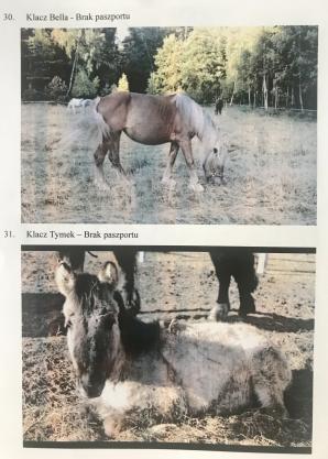 [VIDEO] Bezprawnie zabrane zwierzęta i bezprawia ciąg dalszy! Poszkodowana Malwina Kozak prosi o pomoc Krzysztofa Rutkowskiego