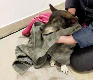 Kaszubski Dywizjon Straży Granicznej ratował tonącą suczkę Sunię