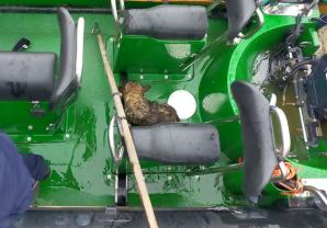 Kaszubski Dywizjon Straży Granicznej ratował tonącą suczkę Sunię