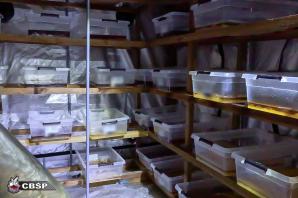 [VIDEO] Blisko tona narkotyków wartych 43 mln PLN zabezpieczona przez CBŚP
