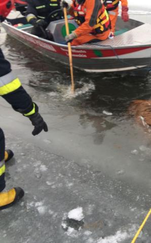 [VIDEO] Uratowali dwa uwięzione w lodowatej rzece jelenie