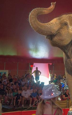 Polacy masowo walczą w internecie z cyrkami wykorzystującymi tresowane zwierzęta