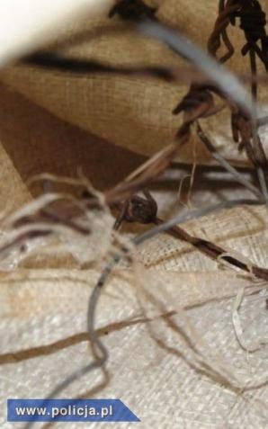 Zastawił wnyki na sarny