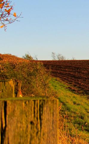 Rosną potrzeby inwestycyjne rolników. Zakup maszyn i urządzeń najczęściej finansują pożyczką