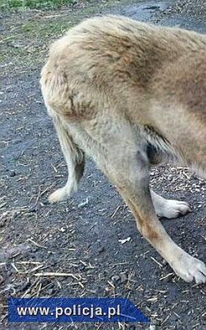 Brutalnie znęcali się nad zwierzętami. Policja wszczęła postępowanie