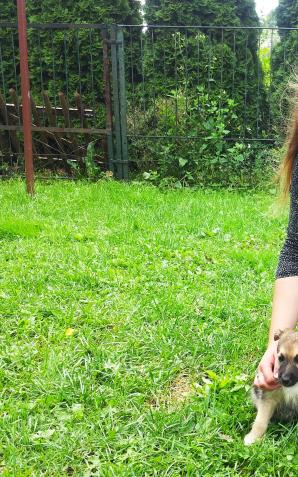 Ktoś wrzucił szczeniaki w worku do rzeki! Uratowała je matka! 