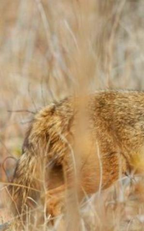 Szakale zamieszkały na Pomorzu 