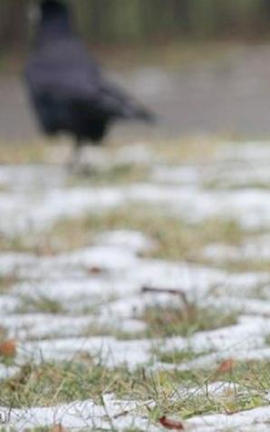 Mniej znany kuzyn kruka