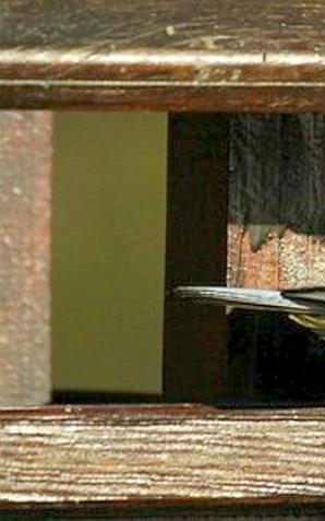 Wieści z ptasiego świata 