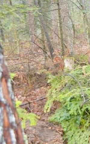 Sprzątnęli po huraganie, zaczynają sadzić las 