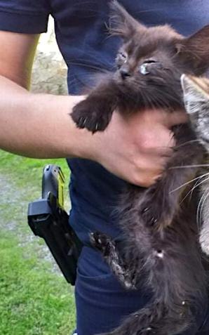 Niecodzienna interwencja dzielnicowych z Kamieńca Ząbkowickiego