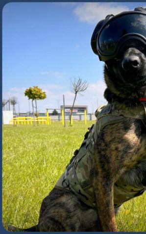 [VIDEO] Benji - Niezastąpiony czworonożny kontrterrorysta: Nowy sprzęt, nowe wyzwania