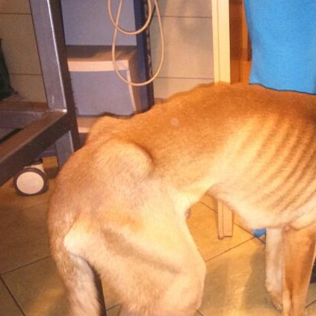 Szok! Animals z policją odebrał wygłodzone zwierzęta!