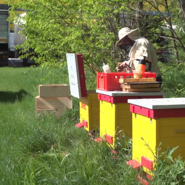 [VIDEO] Przybywa pasiek na dachach galerii i biurowców. Pszczołom w miastach nie zagrażają pestycydy