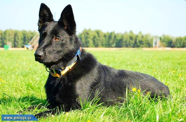 Policyjna Ida uratowała życie 67-latkowi!