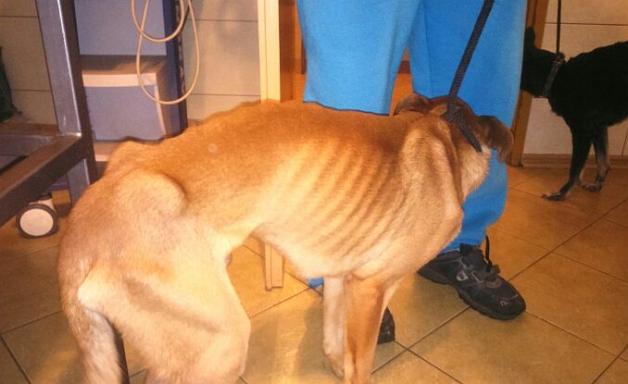 Szok! Animals z policją odebrał wygłodzone zwierzęta!