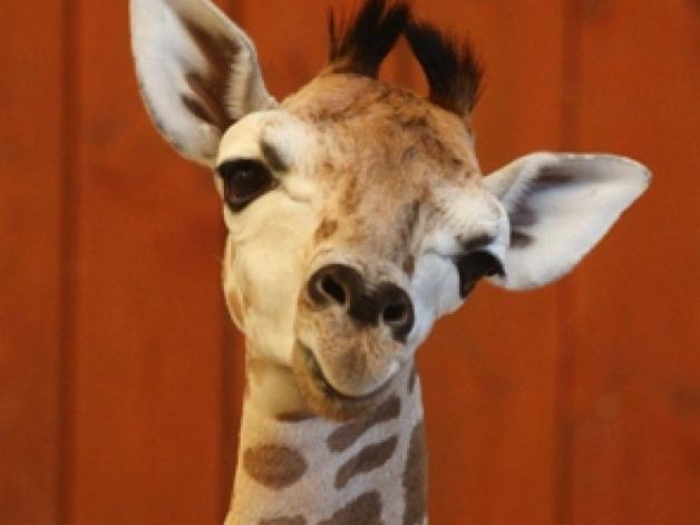 Miejski Ogród Zoologiczny podsumowuje dobry rok