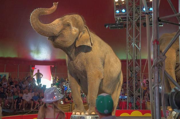 Polacy masowo walczą w internecie z cyrkami wykorzystującymi tresowane zwierzęta