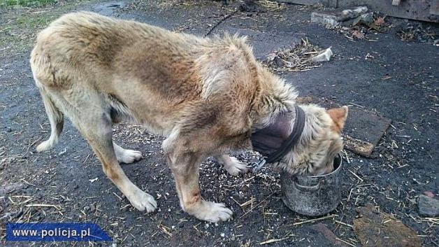 Brutalnie znęcali się nad zwierzętami. Policja wszczęła postępowanie