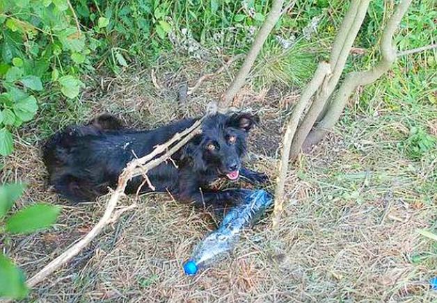 Przywiązał swojego psa do gałęzi i odjechał. Odpowie za to przed sądem!