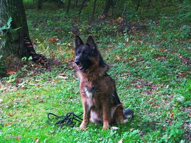 Po ośmiu latach służby Bardot przeszedł na zasłużoną emeryturę