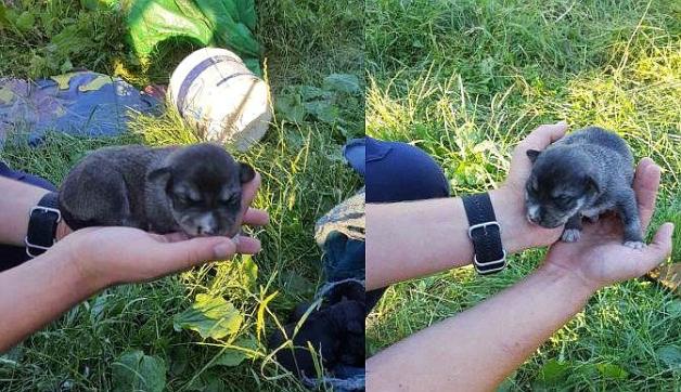 Wrzucił do studni szczenięta! Bezbronne czworonogi uratowane