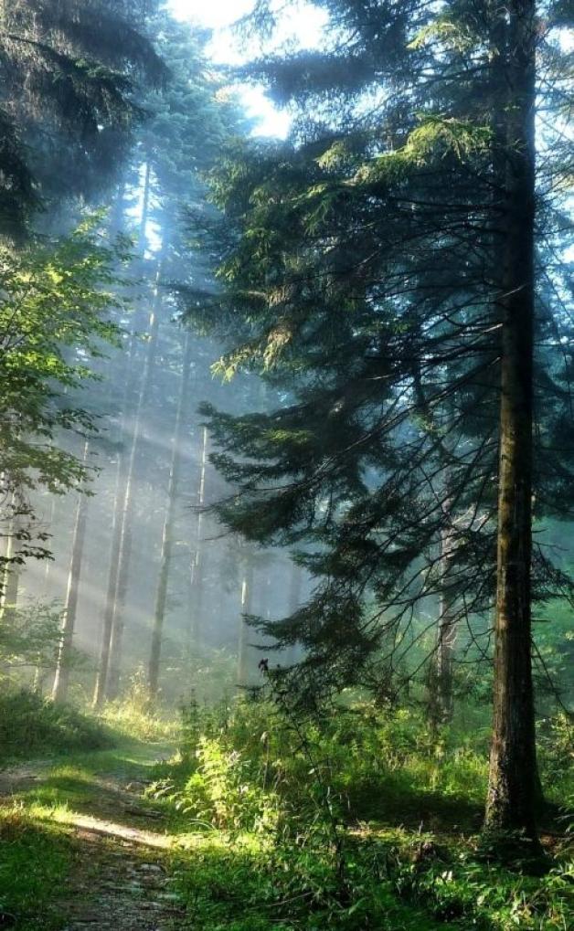 Zagrożenie w lasach na terenie powiatu Kłodzkiego