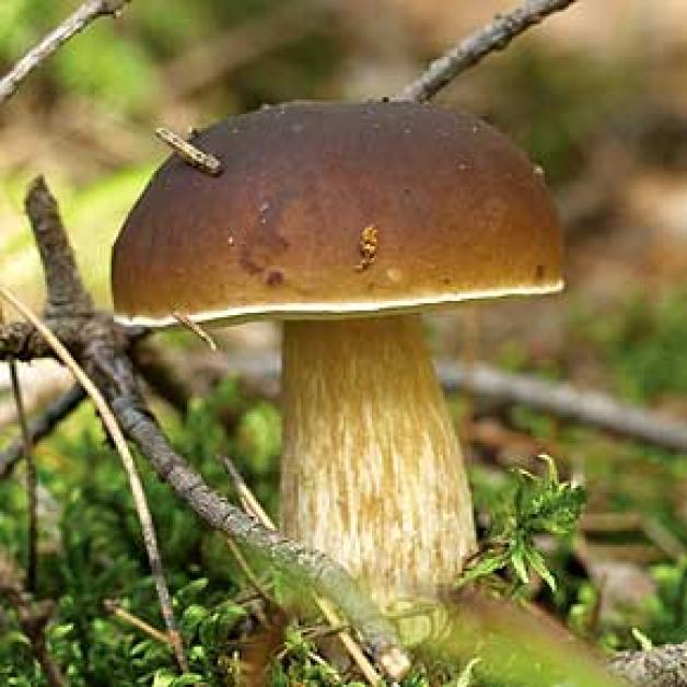  Zjadł trzy grzyby, poszedł na miasto. Szukała go policja 